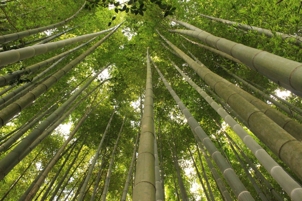 夏といえば竹