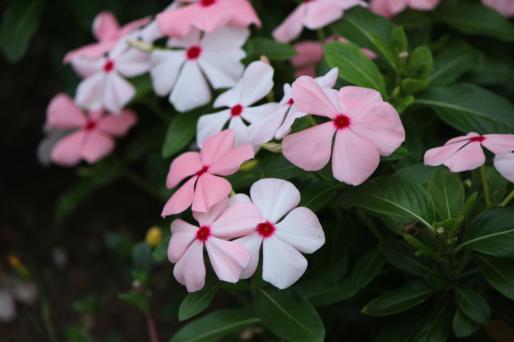 紅白の花