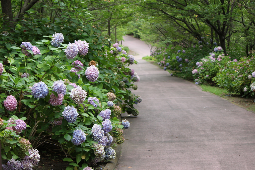 紫陽花と下り坂