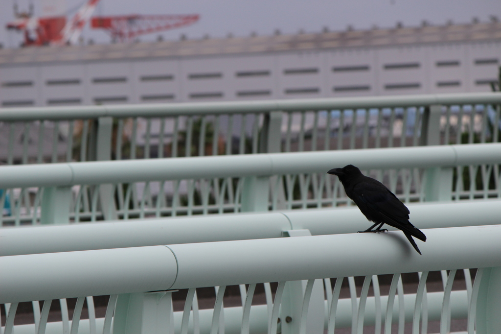 曇り空とカラス