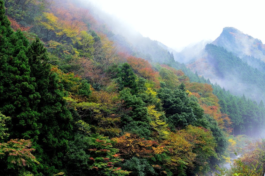 雨上がりの後