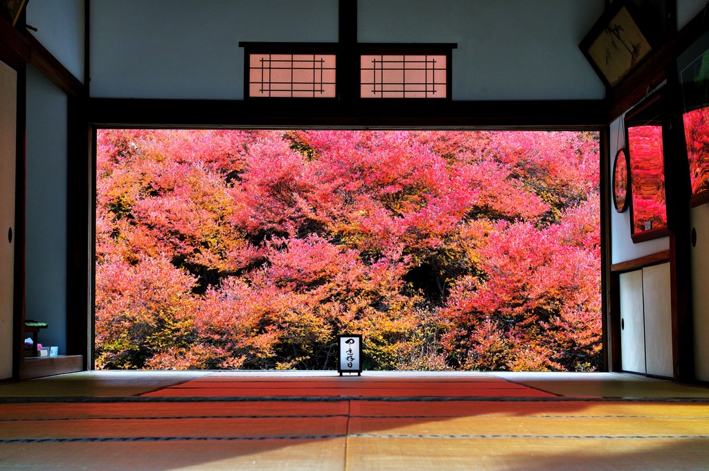 安国禅寺　ドウダンツツジ