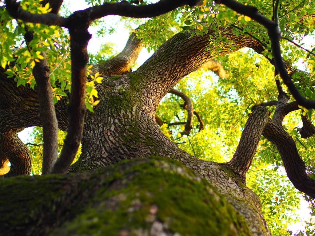 木漏れ日を浴びて