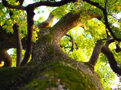 木漏れ日を浴びて 木漏れ日を浴びて