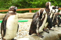ペンギン