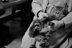 猫　母の膝の上