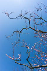 空に伸びる梅の枝