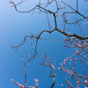 空に伸びる梅の枝