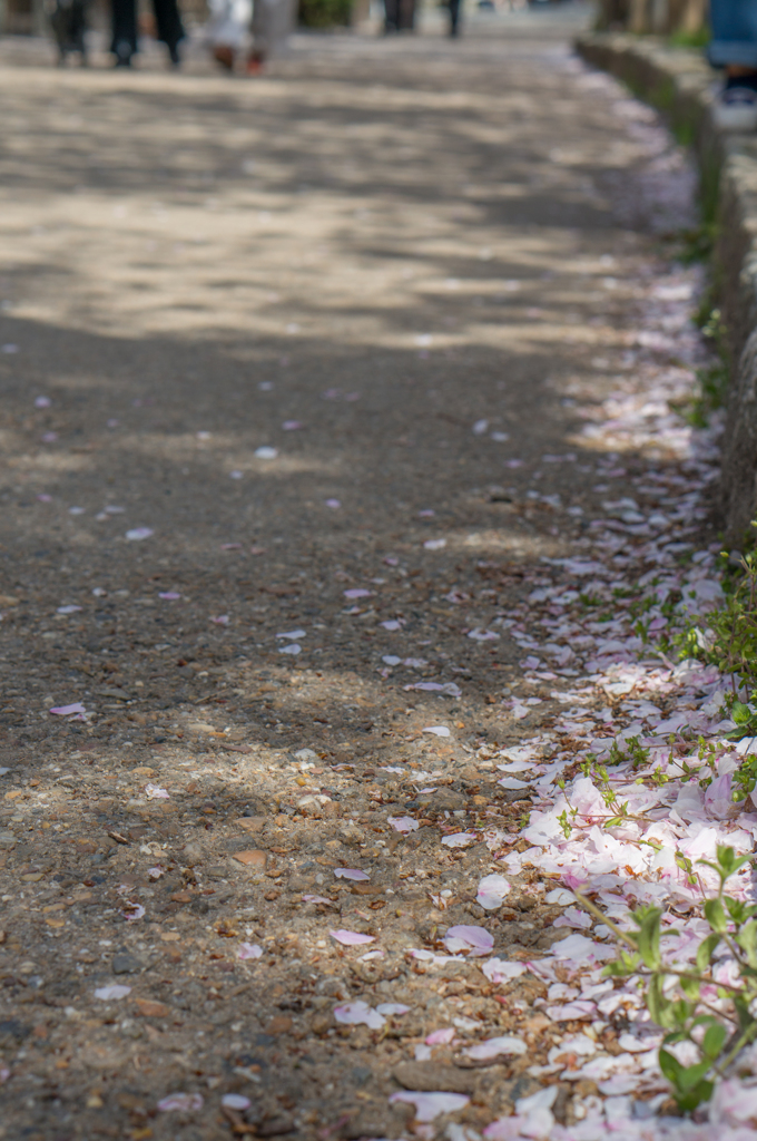 桜の路