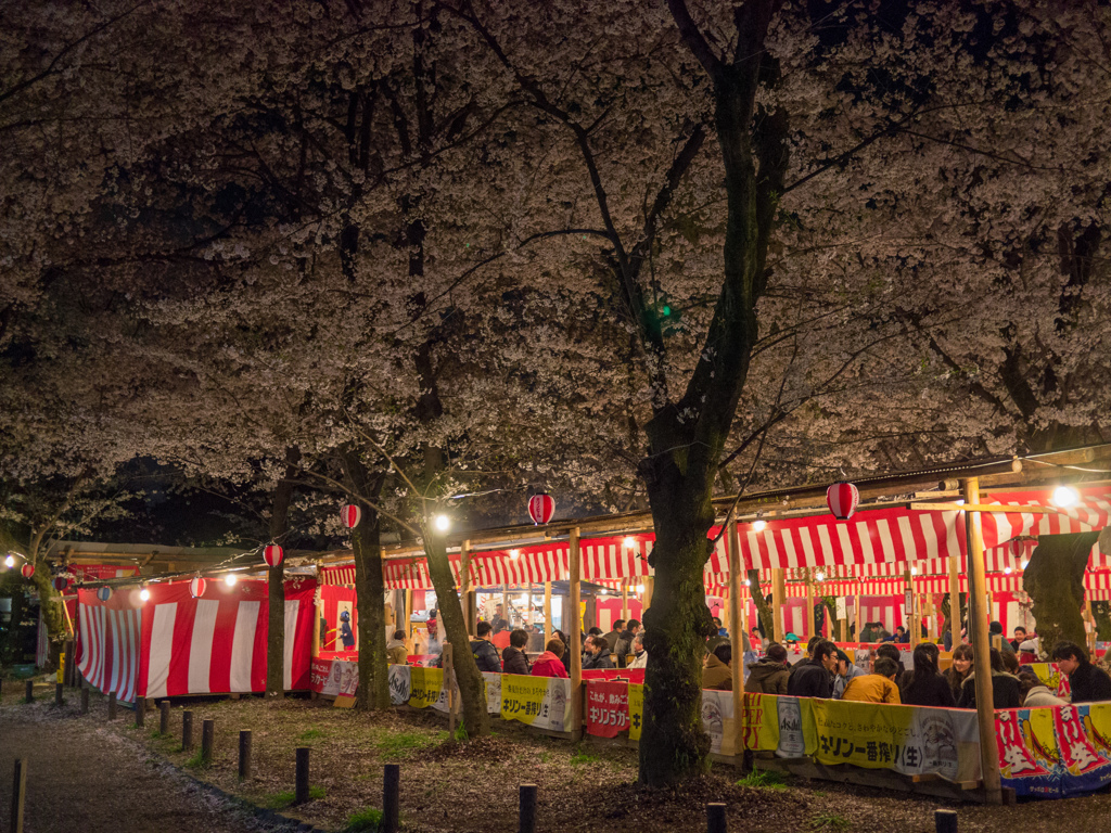 夜桜と宴