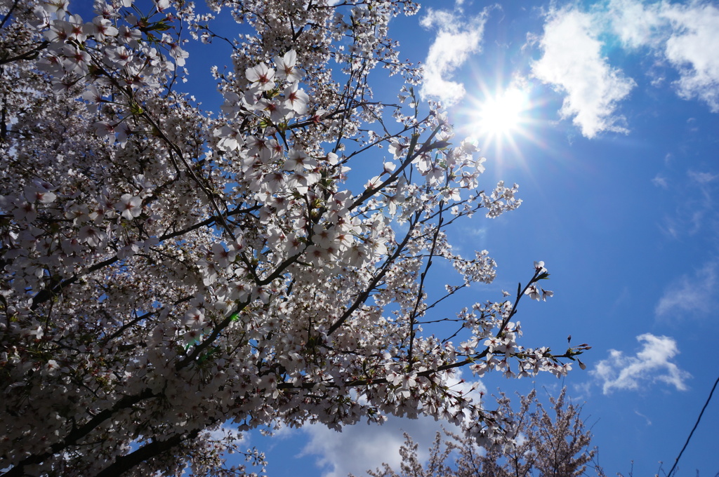 哲学の道 満開の桜