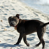 @WA South Beach -03 Stuffy puppy