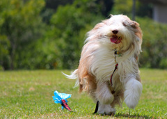 Bearded Collie