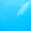 イルカ