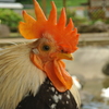鶏