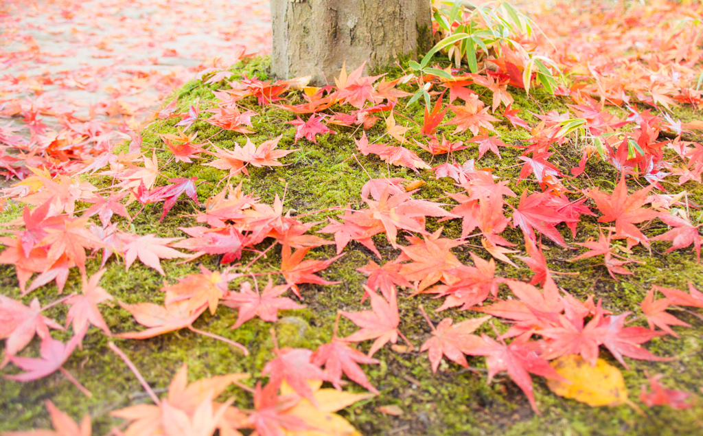紅葉狩り