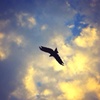 空高く