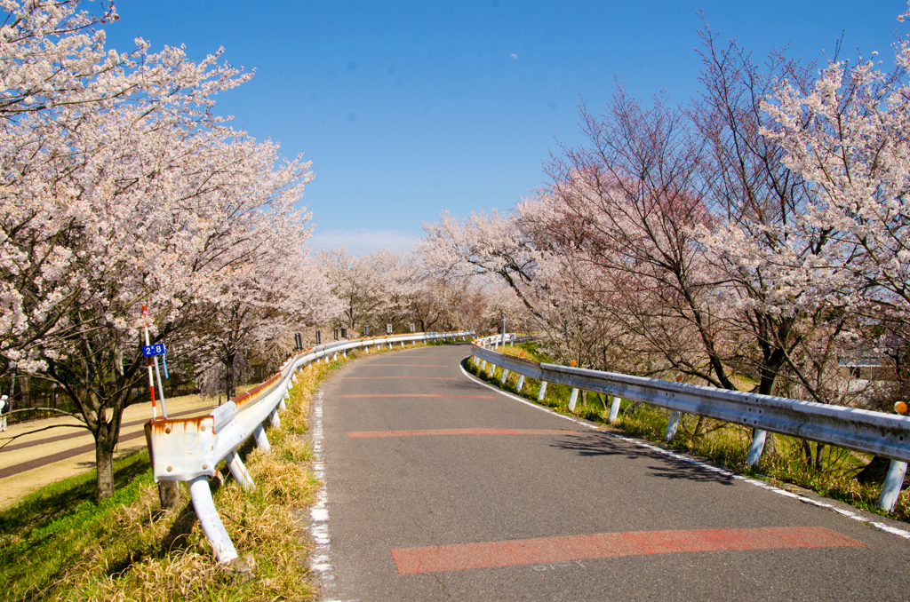 桜の小路