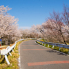 桜の小路