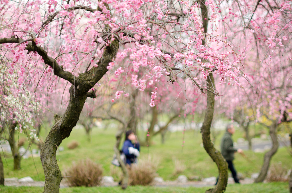 いなべ市梅林公園の梅
