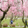 いなべ市梅林公園の梅