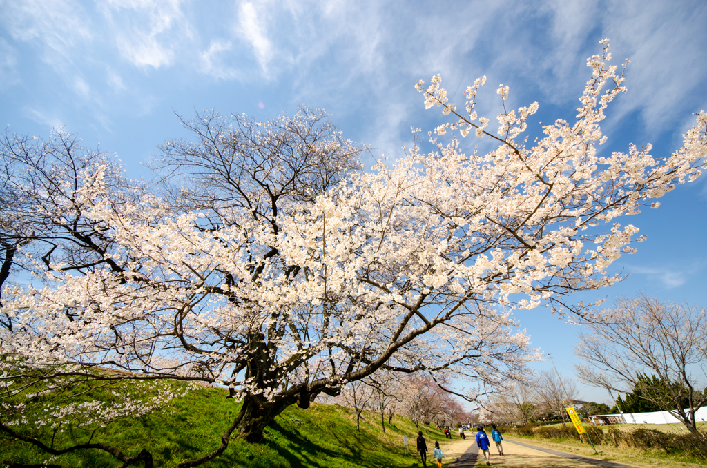 桜木一本