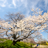 桜木一本