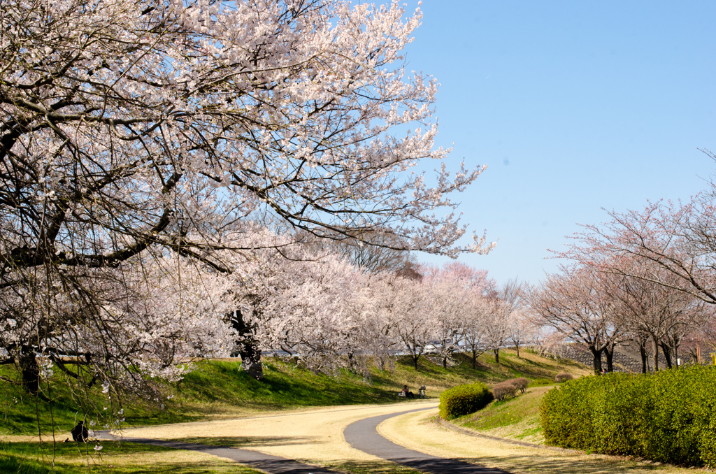 桜満開