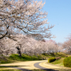 桜満開