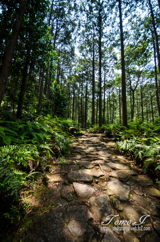 新緑の古道