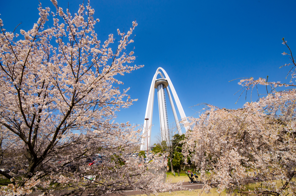 桜に囲まれて