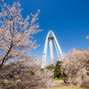 桜に囲まれて