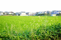 近所で初写真