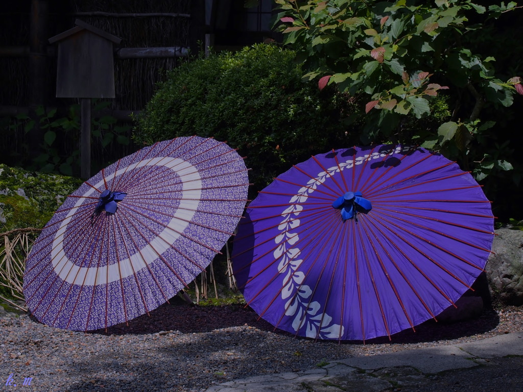 梅雨の一休み。