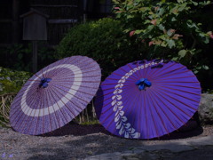 梅雨の一休み。