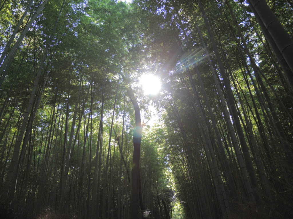 竹林の小径