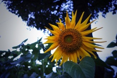 夏
