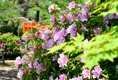 花咲く公園