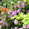 花咲く公園