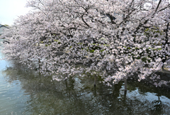 九華公園の桜