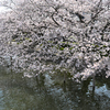 九華公園の桜