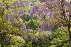 藤の花