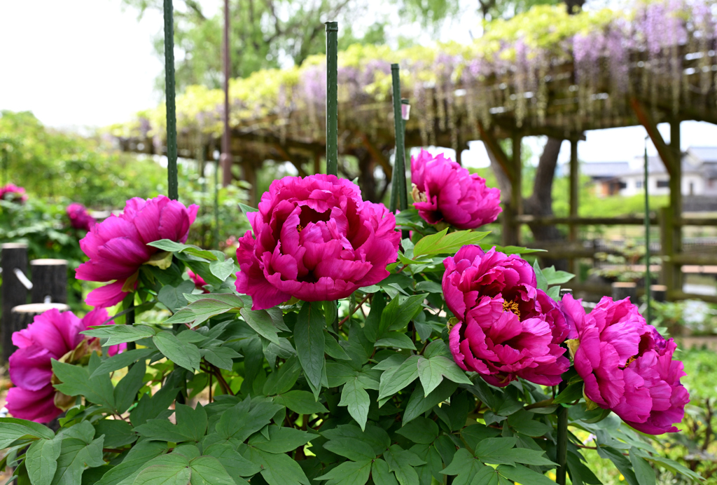 庭に咲く、花弁の色彩