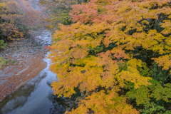 流れ沿う黄金の彩（いろ）