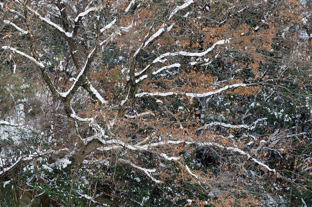 新年早々の雪