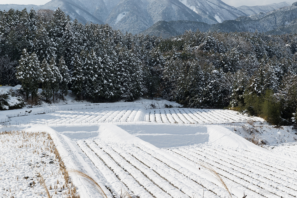 新年早々の雪