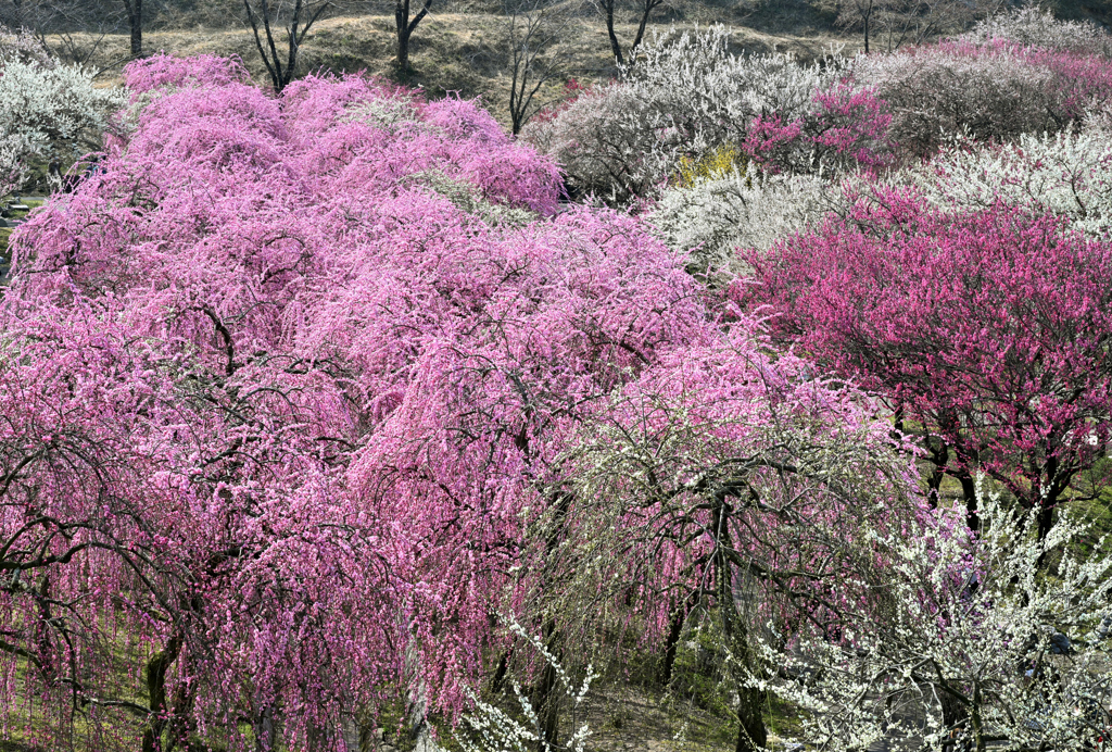 春爛漫