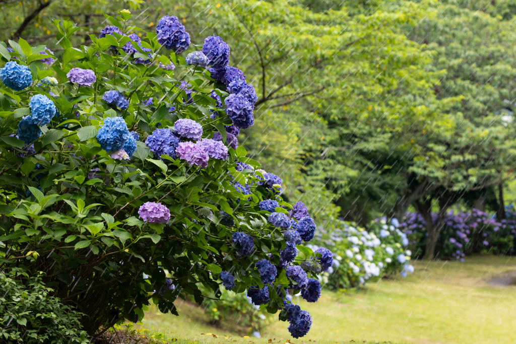 鮮やかなり紫陽花