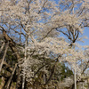 薄墨桜