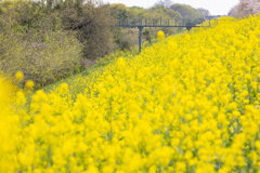 yellow carpet